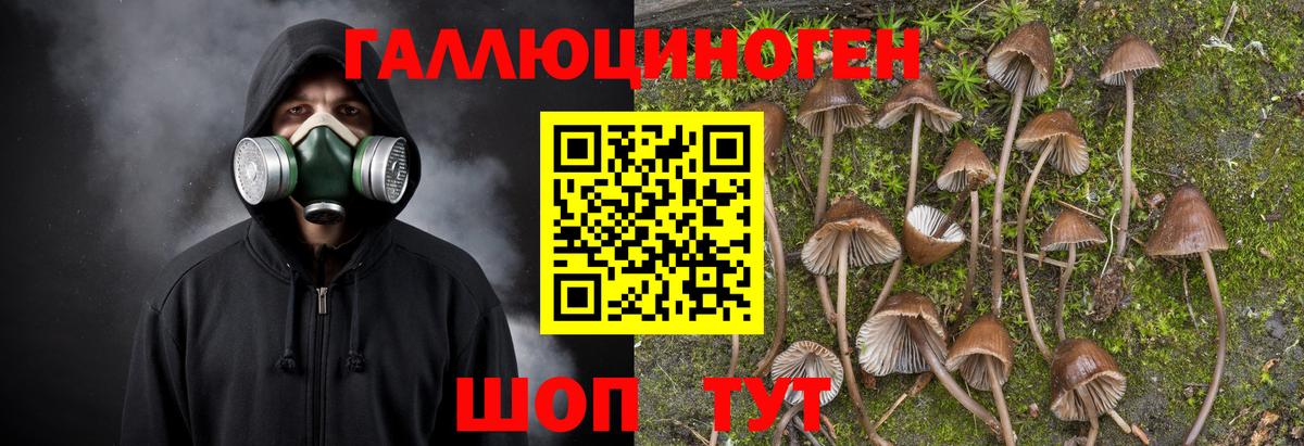 купить закладку  Псилоцибиновые грибы MAGIC MUSHROOMS  Вход с VPN  Чернушка 